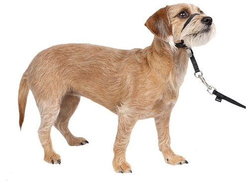Petsafe easy walk headcollar - petsafe,